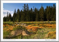 Oravské Beskydy - rašeliniště